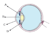 NCERT Exemplar Solutions: Light | Science Class 8