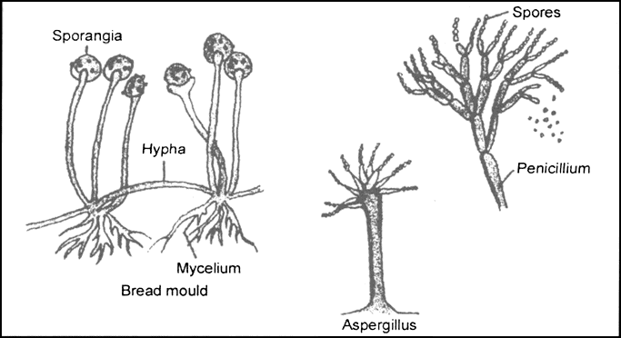 Fungi