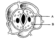 Class 10 Science Chapter 5 HOTS Questions - Life Processes