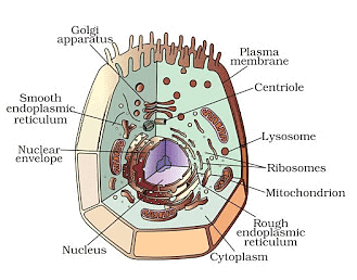 The Fundamental Unit of Life Summary Class 9 Science Chapter 5