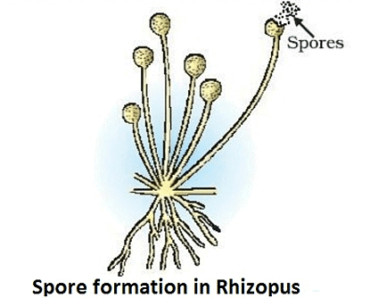 Reproduction in Organism | Olympiad Preparation for Class 10
