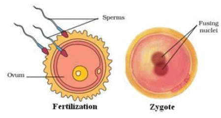 Lakhmir Singh & Manjit Kaur: Reproduction In Animals- 3 | Lakhmir Singh & Manjit Kaur Solutions: Class 8 Science