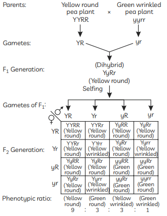 Class 10 Science Chapter 8 Previous Year Questions - Heredity and Evolution