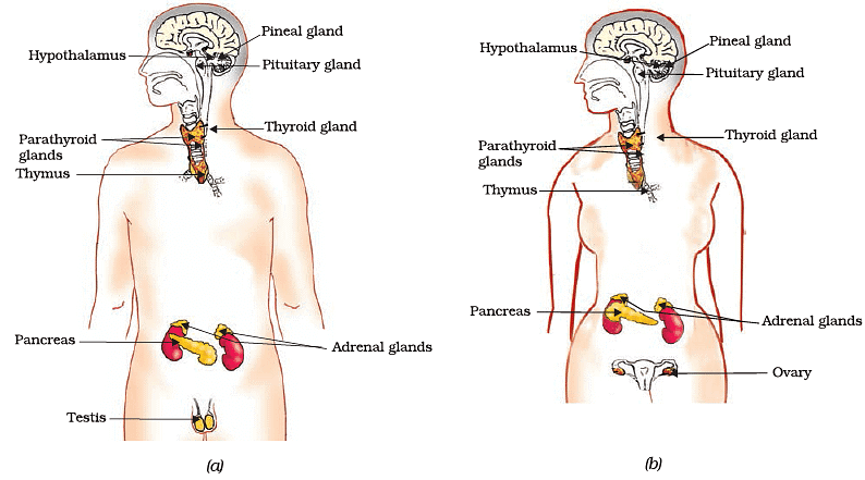 Endocrine system of Male and Female 