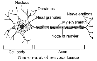 Class 9 Science: Sample Question Paper- 8 (With Solutions)