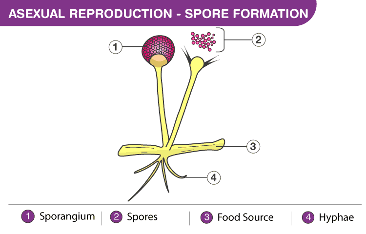 Modes of Reproduction - Class 10