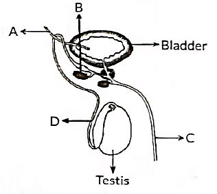 Class 10 Science Chapter 7 Previous Year Questions - How do Organisms Reproduce?