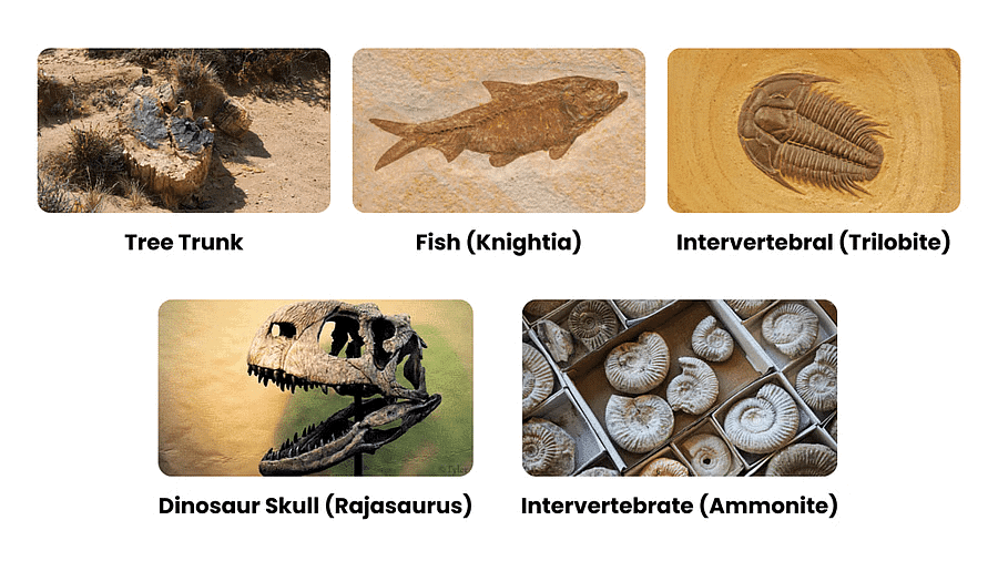 Previous Year Questions 2017
