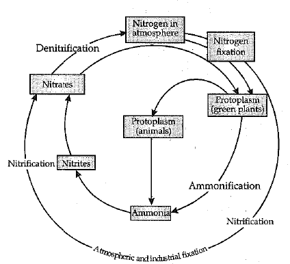 Class 9 Science: Sample Question Paper- 8 (With Solutions)