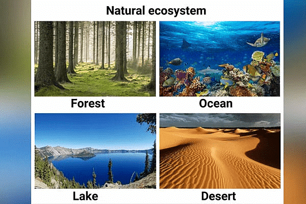 Types of Natural Ecosystem