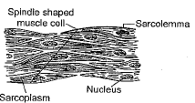 Class 9 Science: Sample Question Paper- 6 (With Solutions)