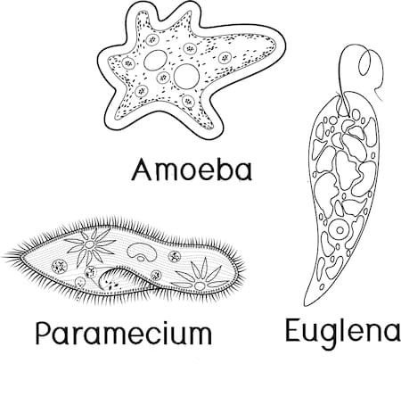 Protozoa