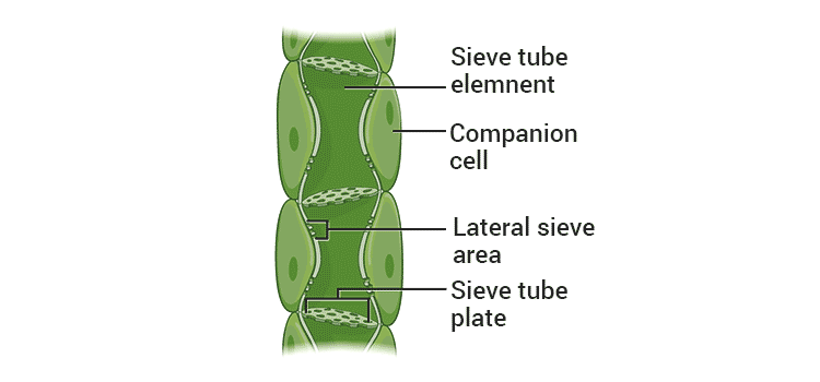 NCERT Exemplar: Tissues | Science Class 9