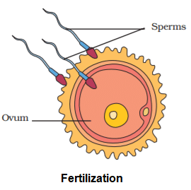 Reproduction in Animals Summary Class 8 NCERT Summary Chapter 6