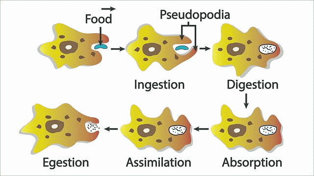 Important Diagrams: Life Processes | Science Class 10