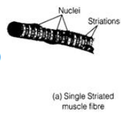 Class 9 Science: Sample Question Paper Term I- 9 (With Solutions)