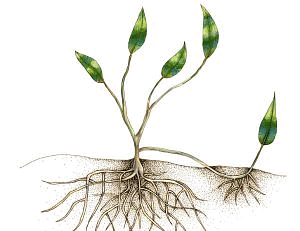 Reproduction in Organism | Olympiad Preparation for Class 10