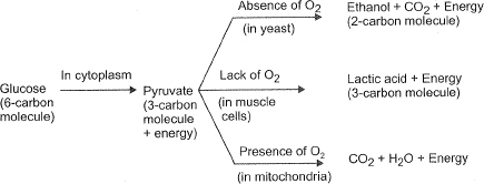 Breakdown of Glucose by Various Pathways (Aerobic and anaerobic respiration)
