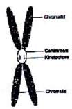 Cytoplasm, Cell Organelles and Cell Division | Biology for Grade 9