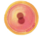 NCERT Exemplar Solutions: Reproduction in Animals | Science Class 8