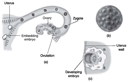 Class 4 Science Chapter 6 Question Answers - Reproduction in Animals