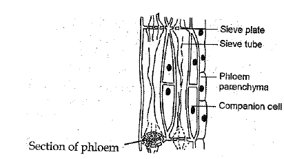 Class 9 Science: Sample Question Paper- 12 (With Solutions)