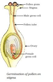 NCERT Exemplar: How do Organisms Reproduce? | Science Class 10