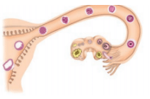 NCERT Exemplar Solutions: Reproduction in Animals | Science Class 8