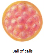 Reproduction in Animals Summary Class 8 NCERT Summary Chapter 6