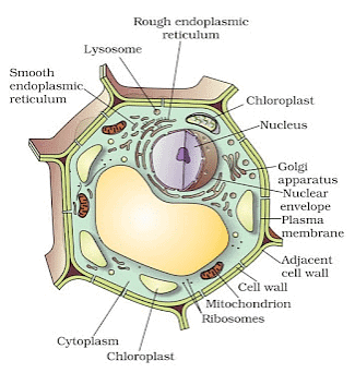 The Fundamental Unit of Life Summary Class 9 Science Chapter 5