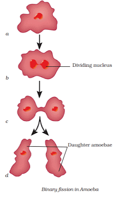 Reproduction in Animals Summary Class 8 NCERT Summary Chapter 6