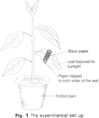 Lab Manual: Light is Necessary for Photosynthesis - Class 10