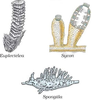 Diversity in Living Organisms Summary Class 9 Science