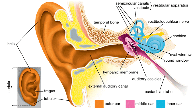 Lakhmir Singh & Manjit Kaur: Sound- 1 | Lakhmir Singh & Manjit Kaur Solutions: Class 8 Science