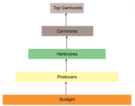 Diagram Based Questions: Our Environment | Science Class 10