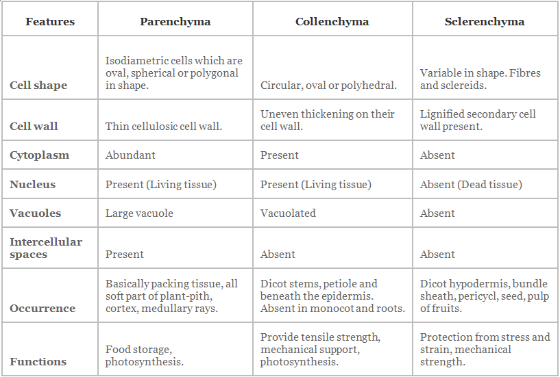 Tissues Summary Class 9 Science Chapter 6