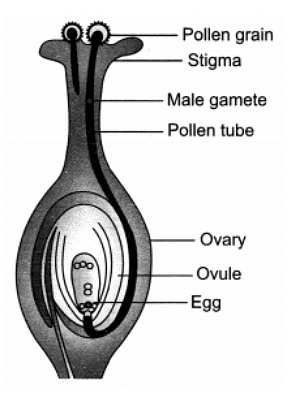 Class 10 Science Chapter 7 Question Answers - How Do Organisms Reproduce