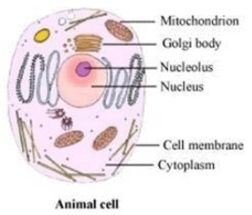 Lakhmir Singh & Manjit Kaur: Cell Structure and Functions- 3 | Lakhmir Singh & Manjit Kaur Solutions: Class 8 Science