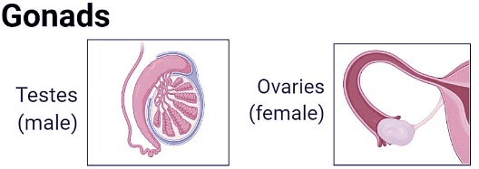 Endocrine System Chapter Notes | Science Olympiad Class 8