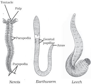 Diversity in Living Organisms Summary Class 9 Science