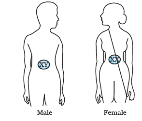 Diagram Based Questions: Heredity | Science Class 10
