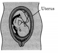 Foetus in the Uterus of female