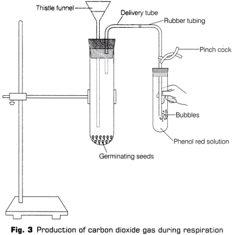 Lab Manual: CO2 is Released During Respiration - Class 10