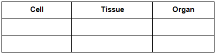 NCERT Exemplar Solutions: Cell - Structure & Functions | Science Olympiad Class 8
