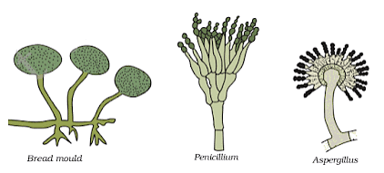 Microorganisms - Friend & Foe Summary Class 8 NCERT Summary