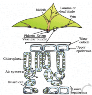 Class 10 Science: CBSE Sample Question Paper (2020-21) - 2 | Science Class 10