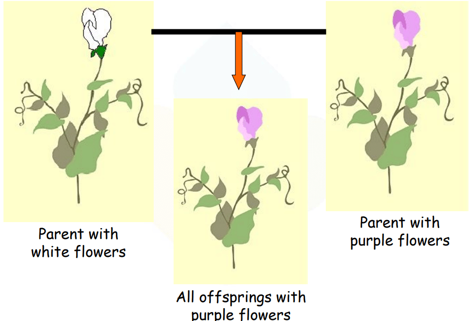 Parents Pass Traits