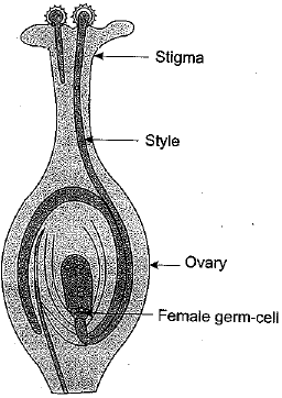 Class 10 Science: CBSE Sample Question Paper (2019-20) - 5 | Science Class 10