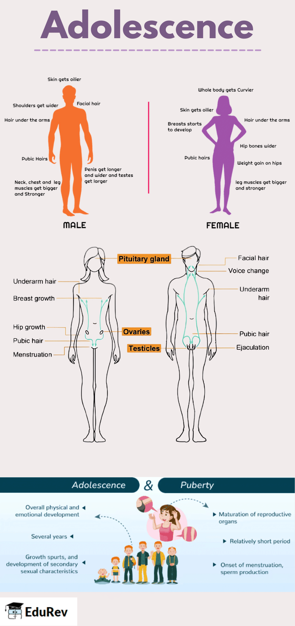 Infographic: Reaching the Age of Adolescence | Science Class 8