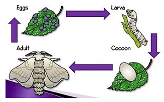Reproduction in Animals Summary Class 8 NCERT Summary Chapter 6